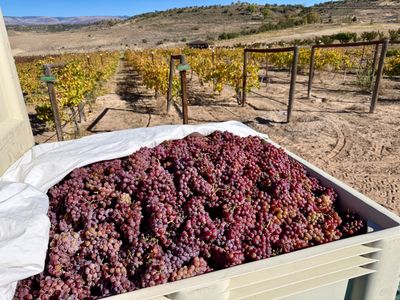 Bob's grapes at Iguana Farms