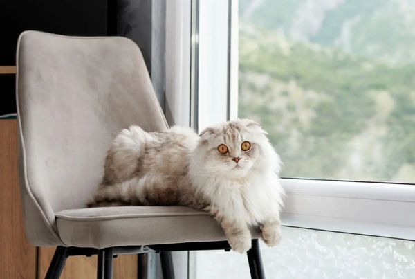 Fluffy cat with bright eyes on a chair by the window.