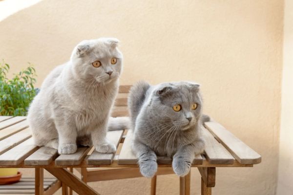 Two Scottish Fold cats sitting on a wooden table.