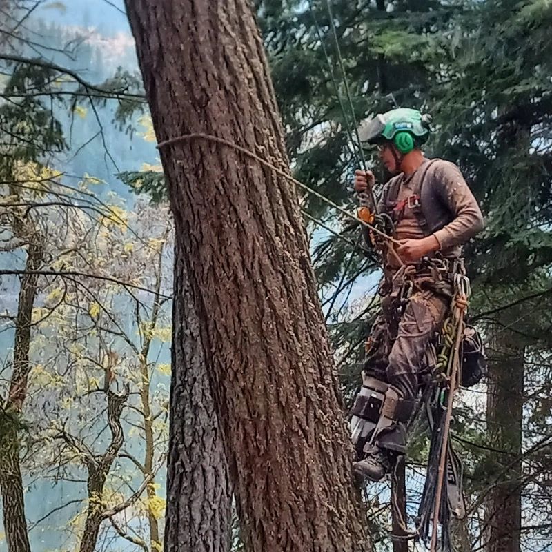 Professional Tree Care Services in Spokane, WA