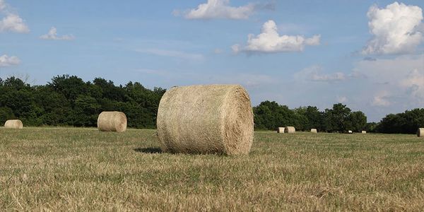 Round hay bales scattered across a sunny field under a blue sky.