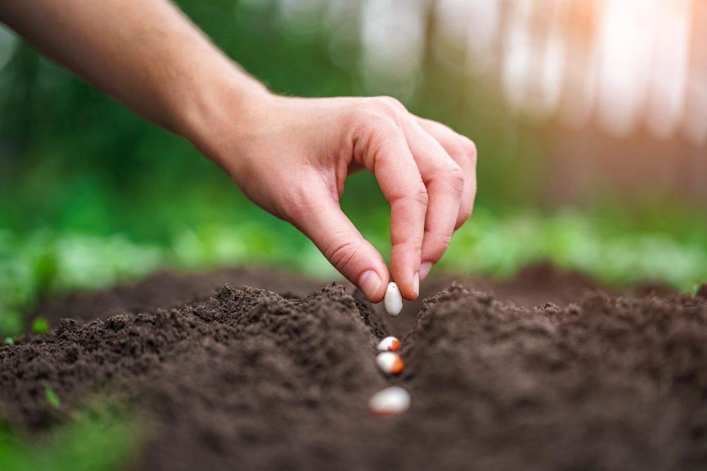 Hand planting seeds in soil outdoors during daylight.