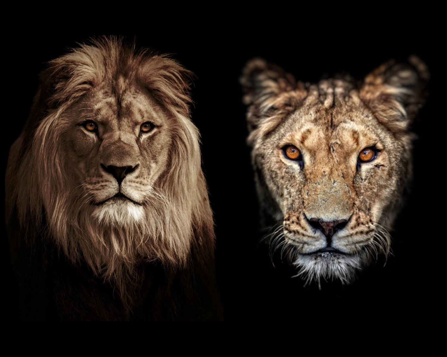 Portraits of a male lion and a lioness against a black background.