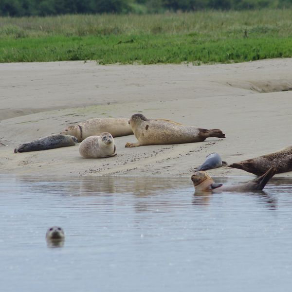 seal colony