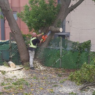 Abattage d’arbres Trimmage des branches d’arbres 