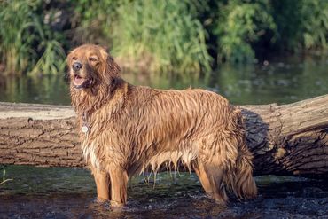 Tierfotograf  Wetzlar, Tierfotograf Gießen, Tierfotograf Alsfeld, Hundefotografie, Hundeshooting