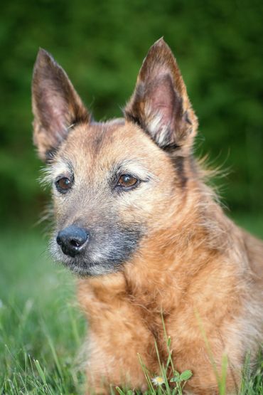 Tierfotograf  Wetzlar, Tierfotograf Gießen, Tierfotograf Alsfeld, Hundefotografie, Hundeshooting