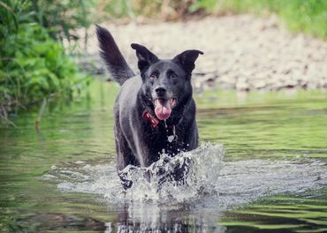 Tierfotograf  Wetzlar, Tierfotograf Gießen, Tierfotograf Alsfeld, Hundefotografie, Hundeshooting