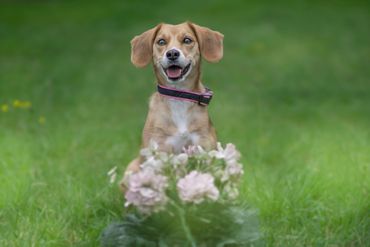 Tierfotograf  Wetzlar, Tierfotograf Gießen, Tierfotograf Alsfeld, Hundefotografie, Hundeshooting