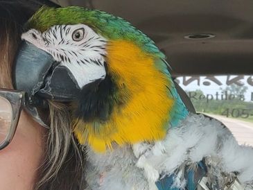 Rio- the rescued blue and gold macaw