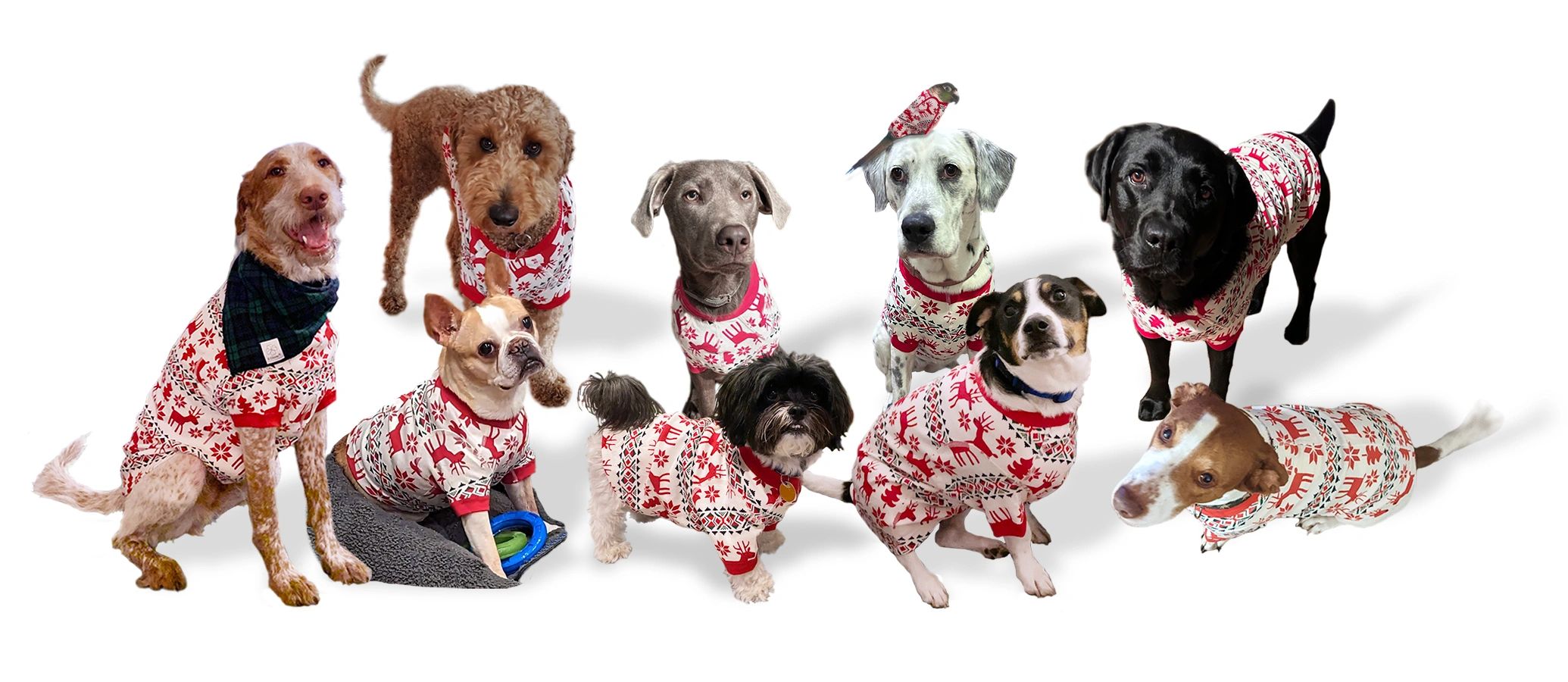 Beach Dog Walking & Pet Sitting