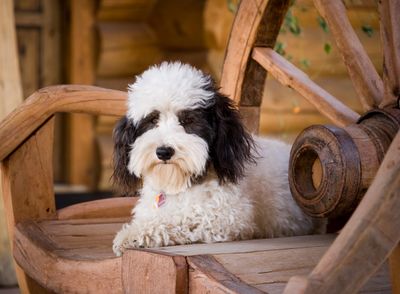 Fluffy black and white dog resting on wooden wheel chair.