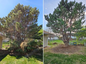 Tree we trimmed away from the building at an apartment complex by Alpha Lawn Care LLC in Kearney Ne