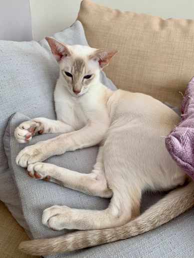 Sleek Siamese cat resting on soft cushions.