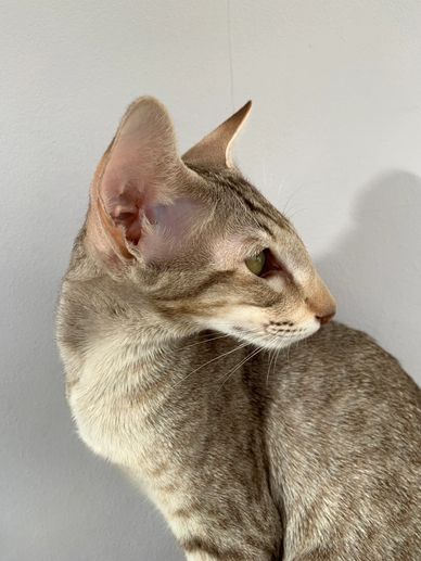 Profile of a slender tabby cat with large ears against a plain wall.
