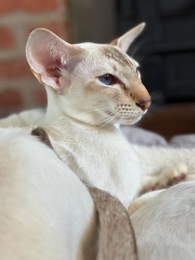 Close-up of a sleek Siamese cat with striking blue eyes and elegant features.