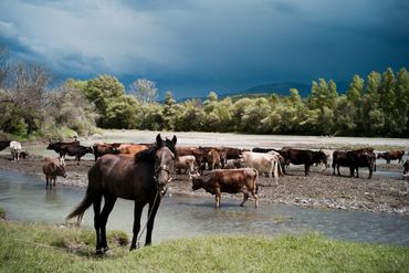 Georgia-Armenian border, May 2012. Wild Horses