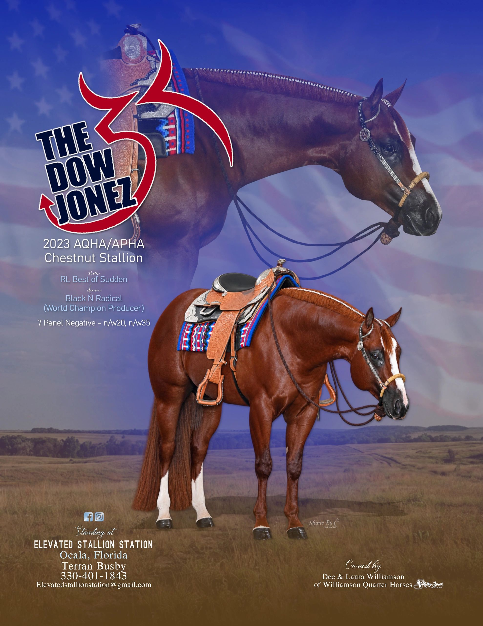 2023 chestnut stallion The Dow Jonez with Western saddle.