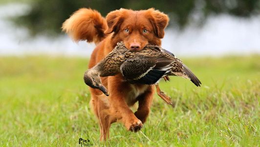 Torch retrieving his mark at the 2017 National Specialty 