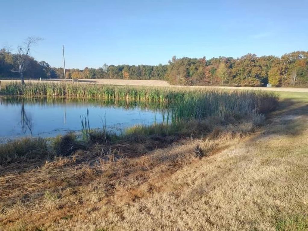 Pond with green vegetation and blue sky.