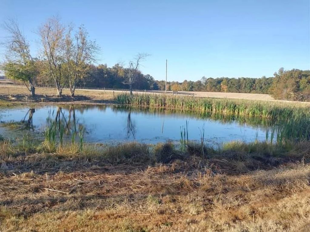 Pond with green vegetation and blue sky.