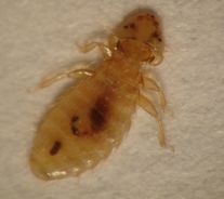 Chicken Louse Chicken Louse