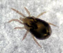Chicken Mite Chicken Mite