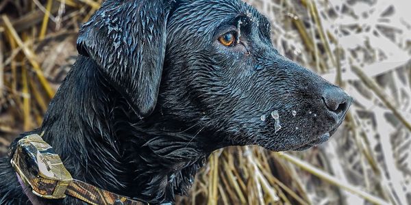 Wet black dog with a collar looking intently to the side.
