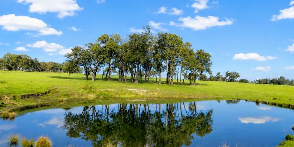 A serene pond reflecting trees on a sunny day.