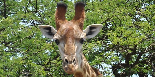 Nahaufnahme einer Giraffe vor grünen Bäumen.