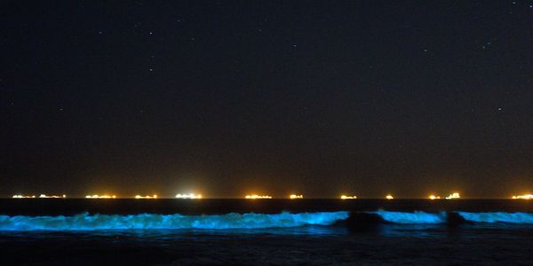 Watch Bioluminescence in Mangalore