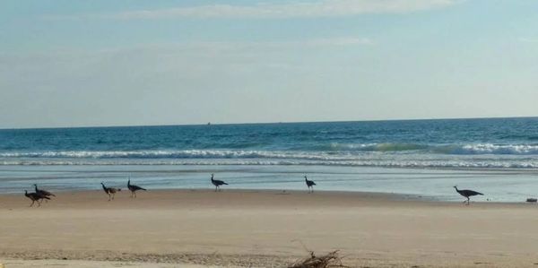 Peacock in Mangalore Beach