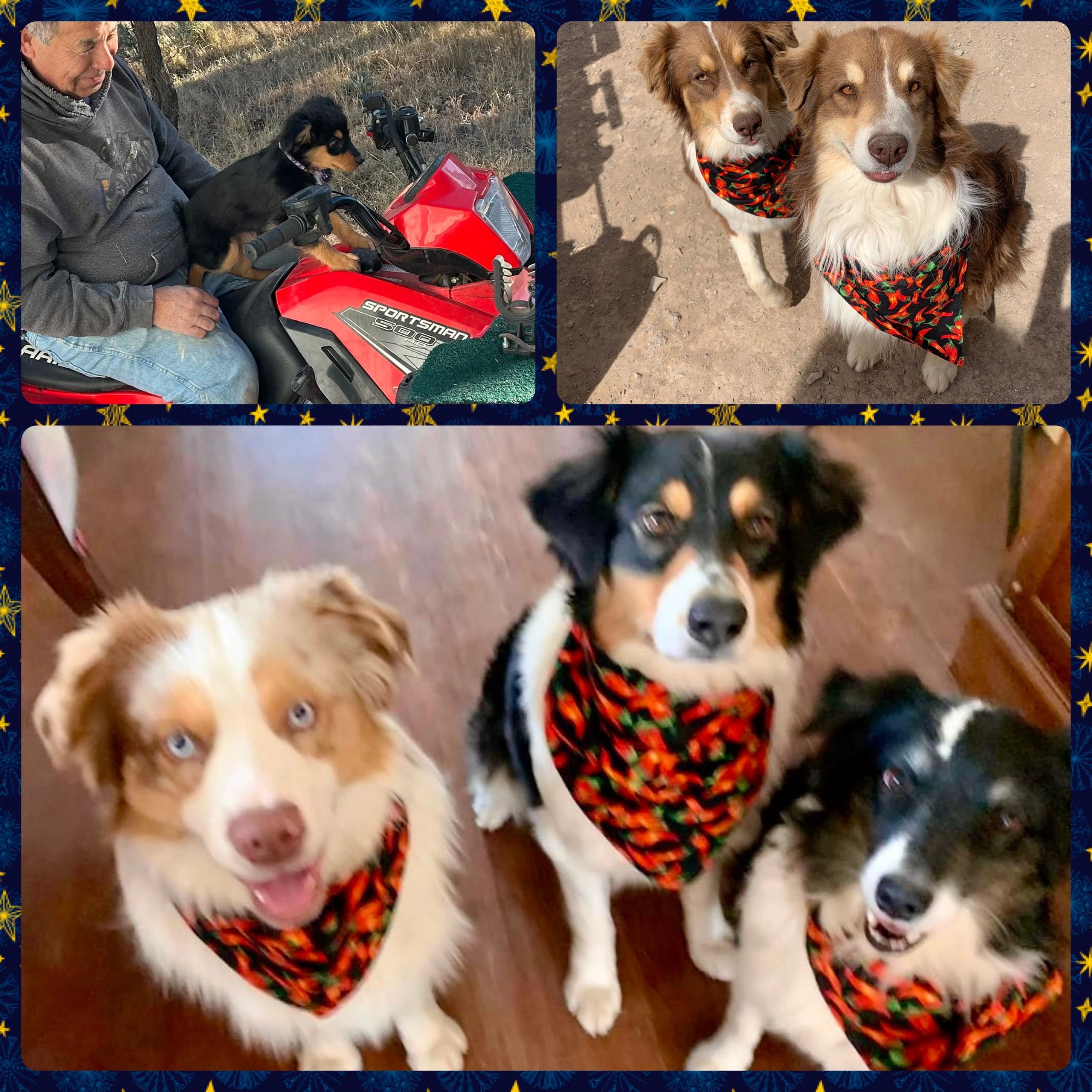 Our dogs