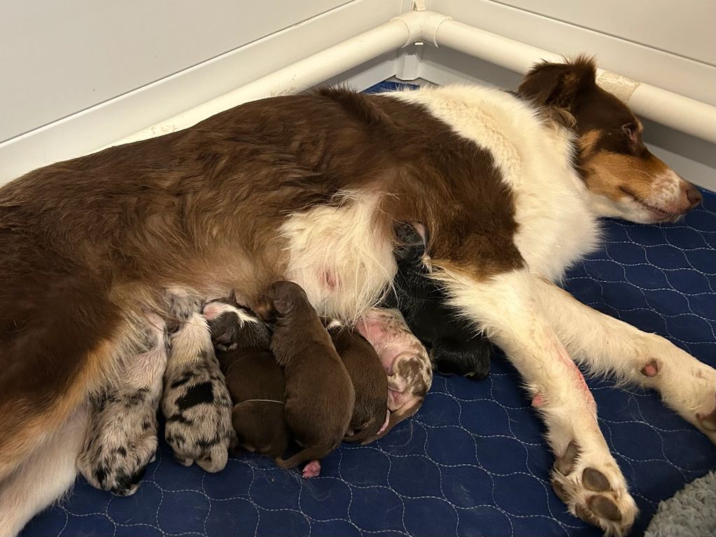 Ellie/Skynyrd puppies are here!!!