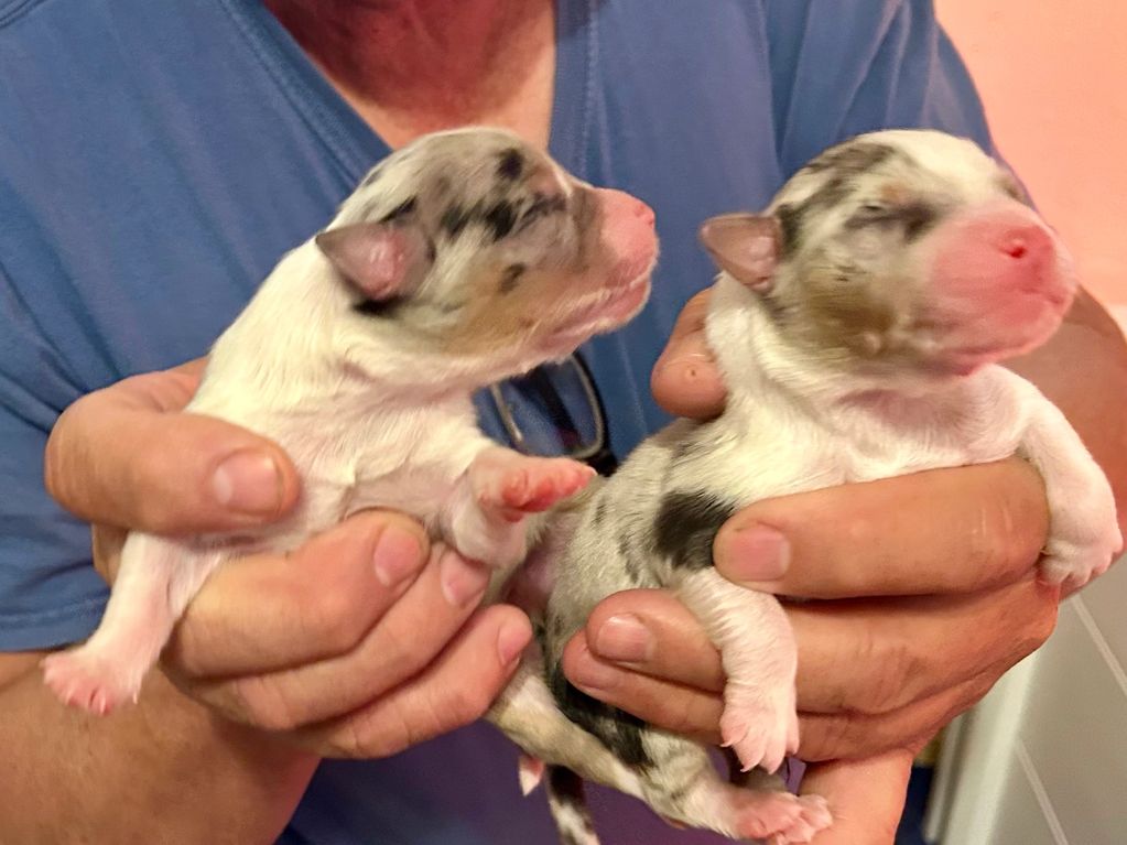 Beautiful Blue Merle male puppies!!!