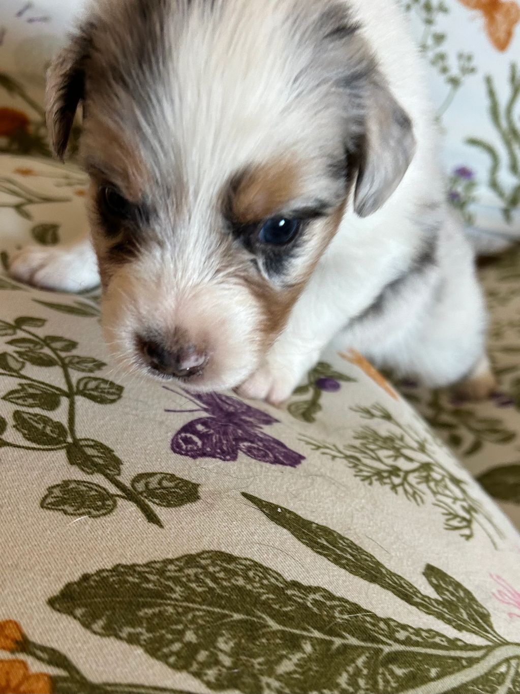 Free Bird
Blue Merle male $1000 SOLD