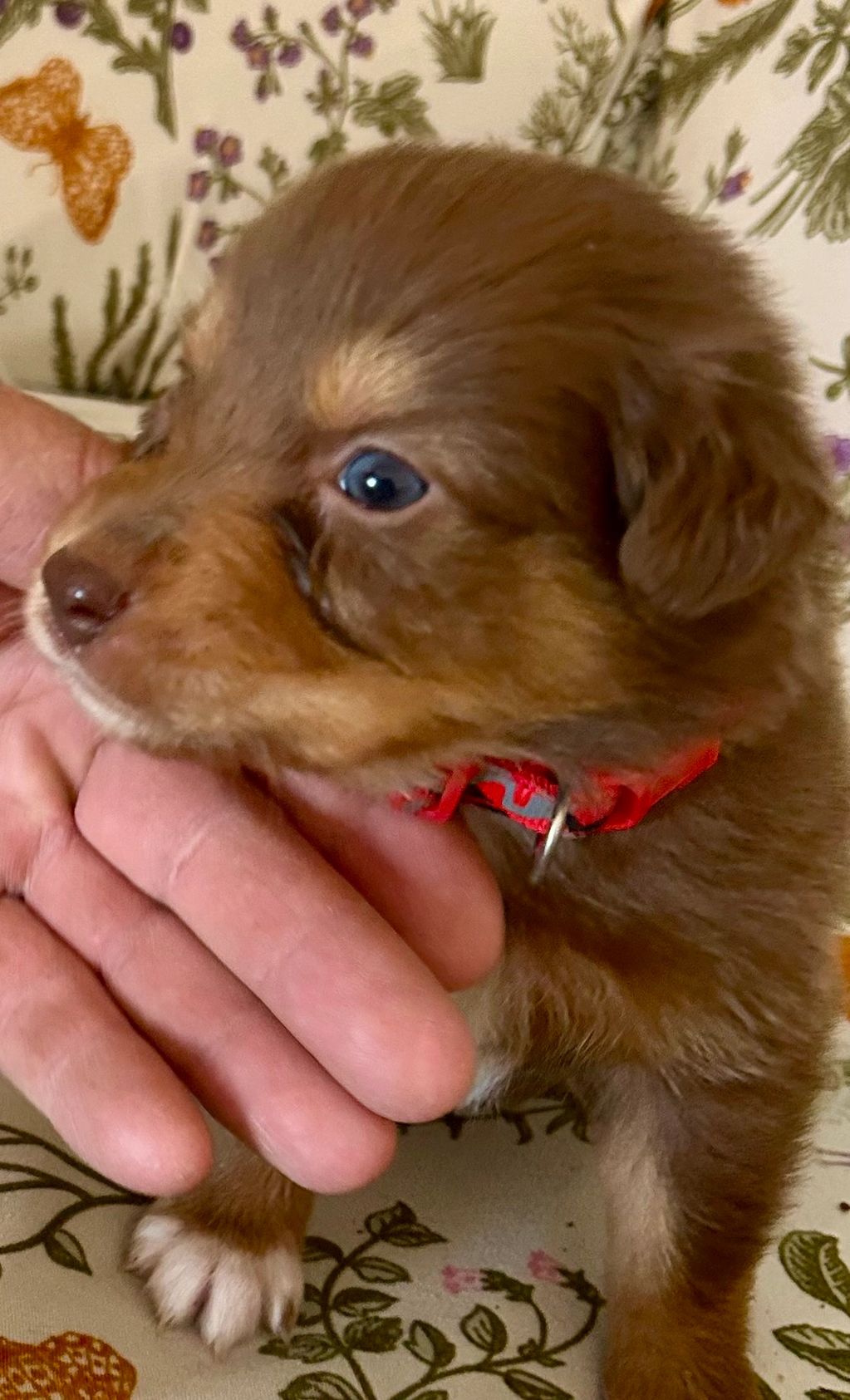 I’m a Country boy
Red tri male $1000