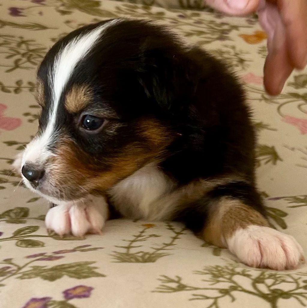 Mr. Saturday Night Special 
Black tri male $1000