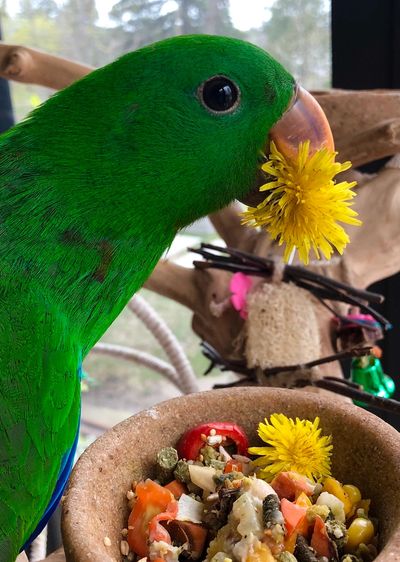 Young Eclectus Fresh Diet