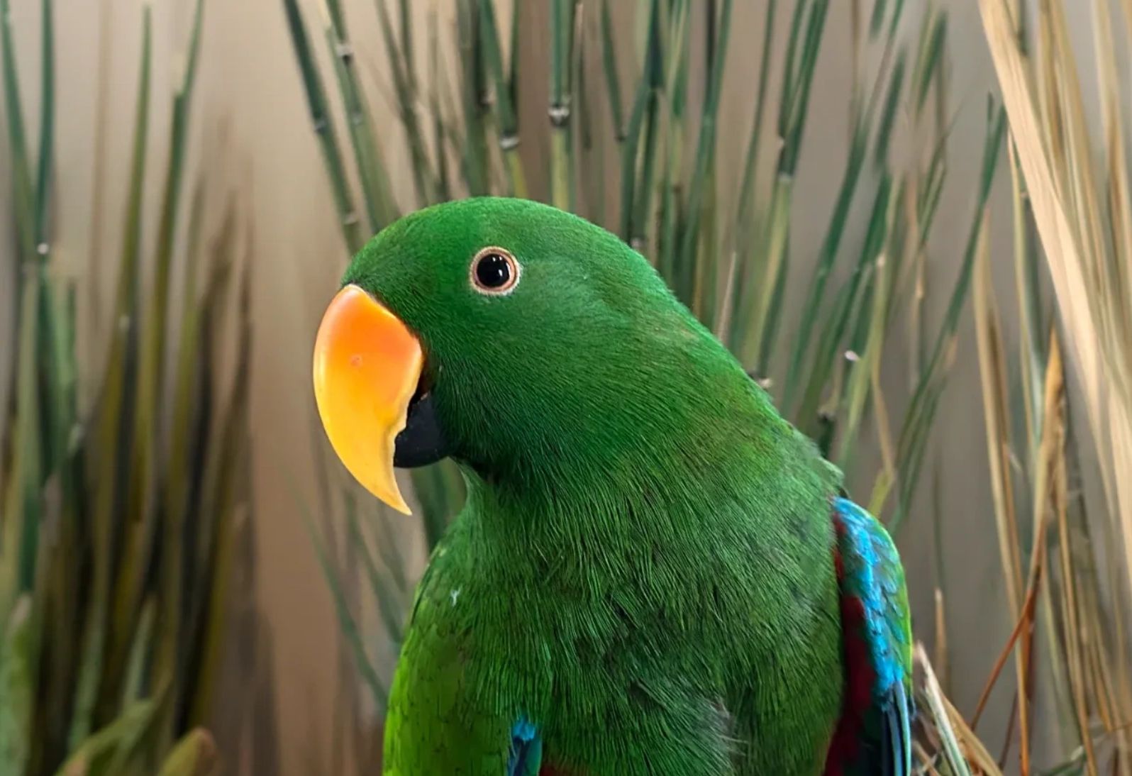 Male Eclectus in the grass