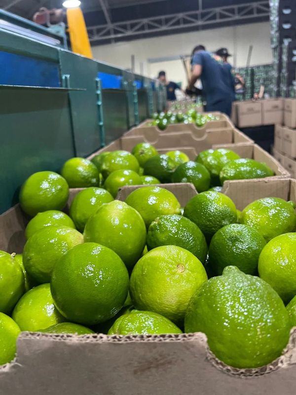 Fresh green limes packed in cardboard boxes at a processing facility.