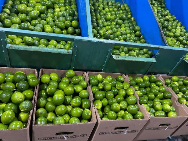 Fresh green limes sorted in boxes and bins.