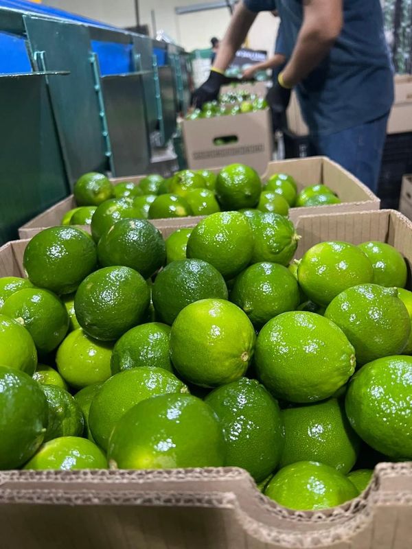 Fresh green limes packed in cardboard boxes at a processing facility.