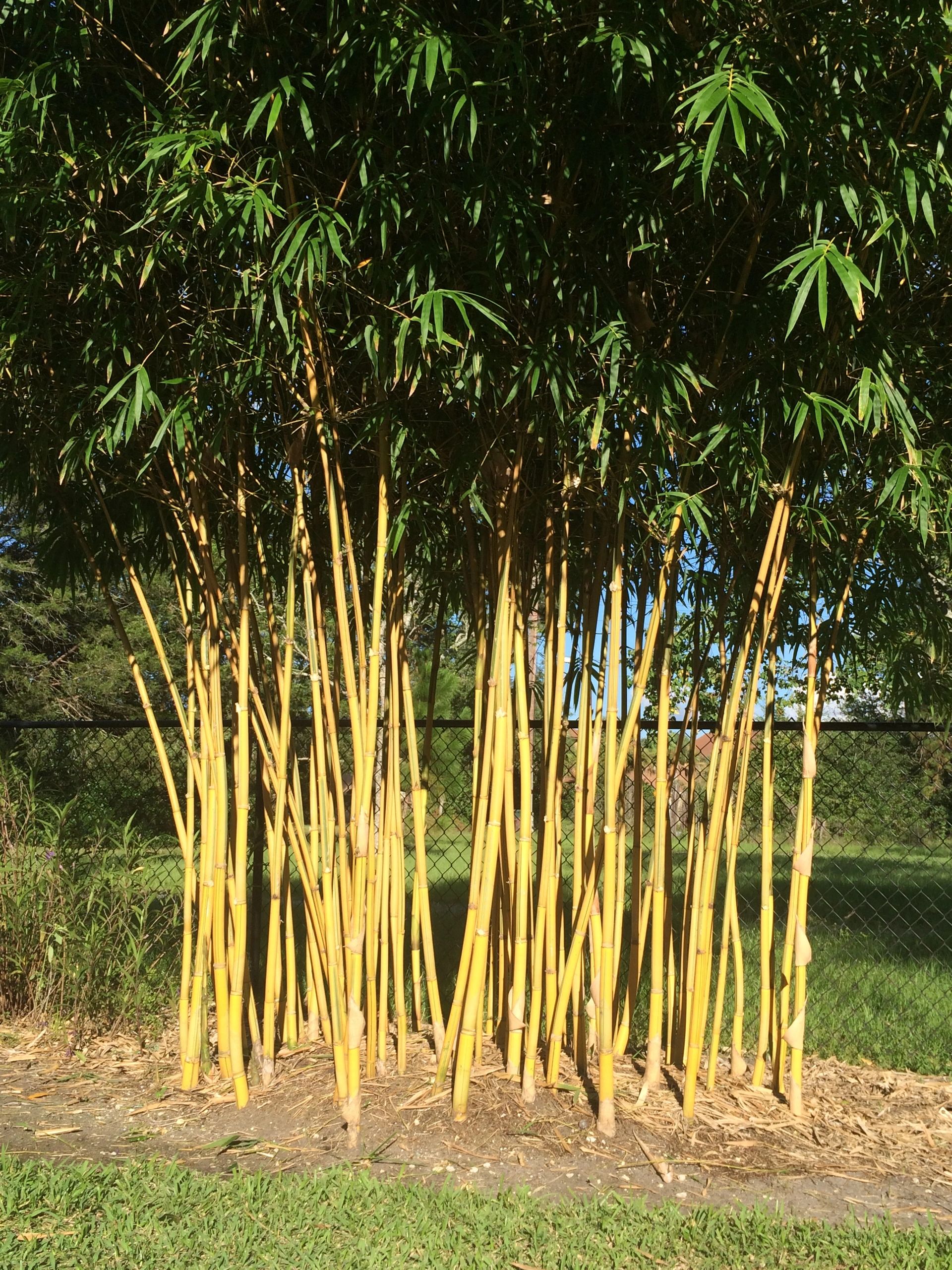 Asian Lemon Bamboo - Bambusa eutoldoides Viriditatta | Fat Grass Bamboo