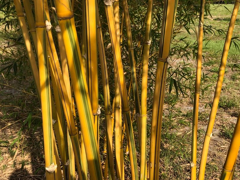 Bamboo Plants for Sale Fat Grass Bamboo Nursery