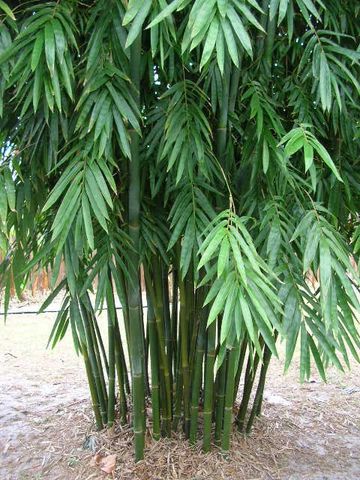 Royal Bamboo Bambusa textilis Kanapaha