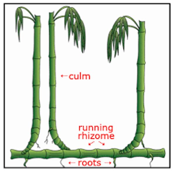 Running bamboo drawing showing the growth habit