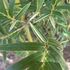 Silverstripe Blowpipe Bamboo variegated leaves close up