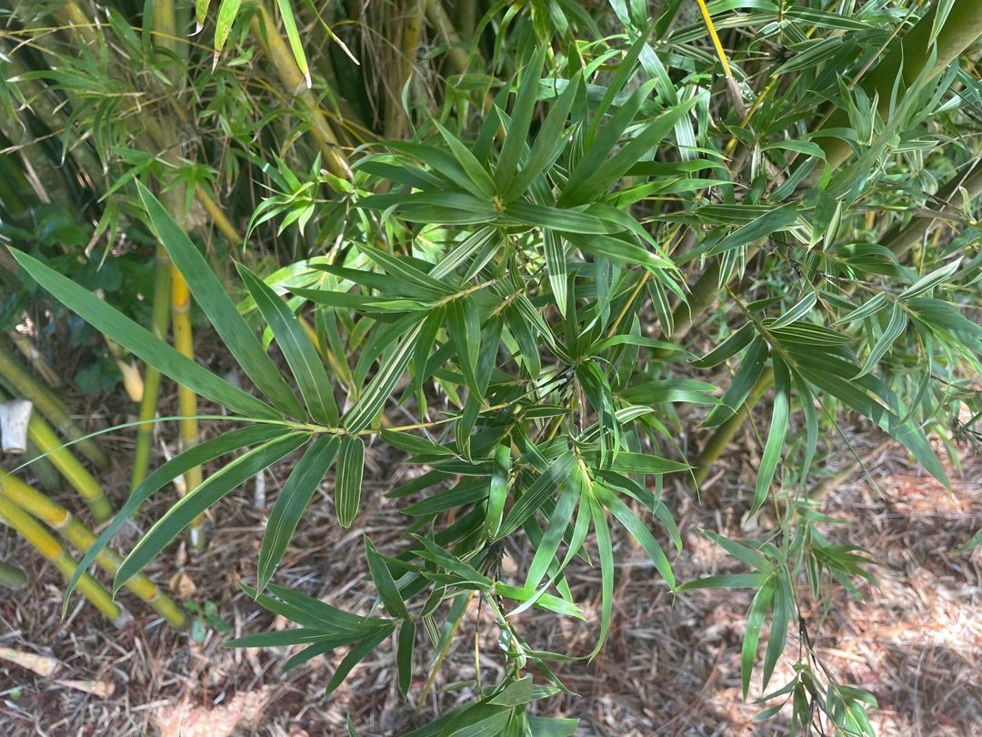 Silverstripe Blowpipe Bamboo variegated leaves