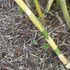 Silverstripe Blowpipe Bamboo new shoots with green stripes and pink blush